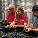 winemakers harvesting grapes