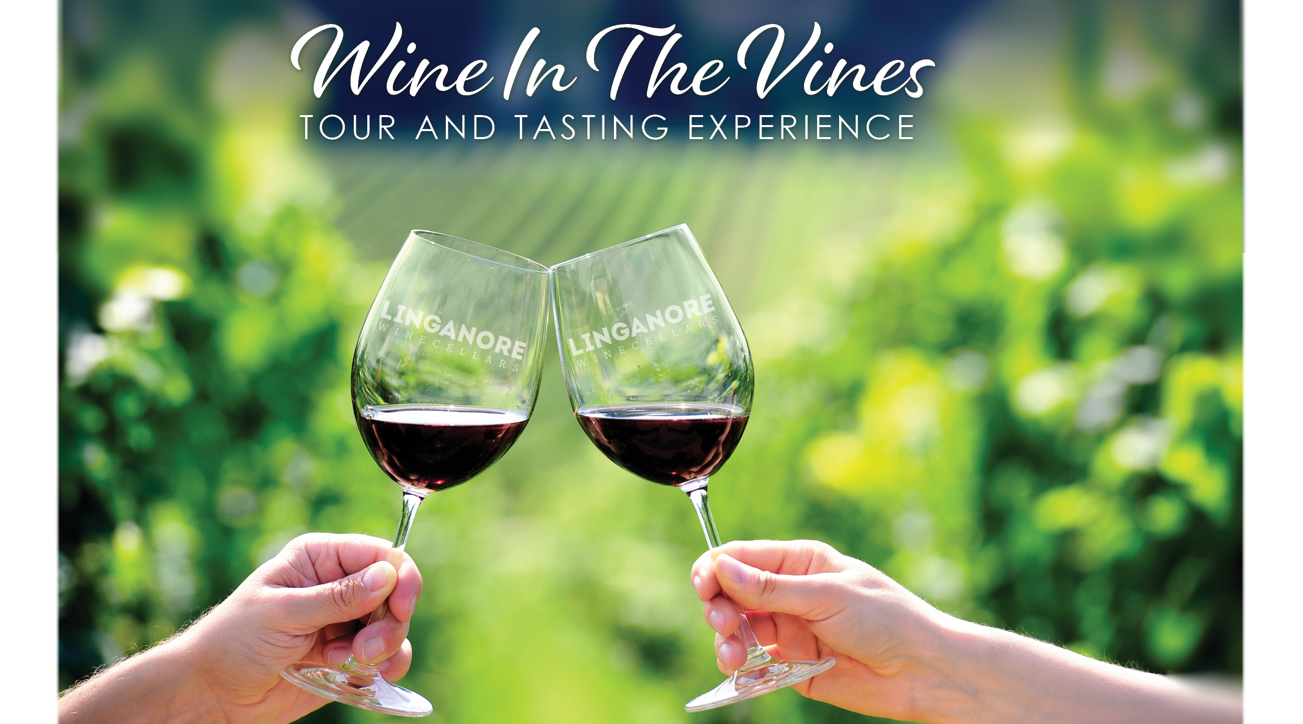 Wine In The Vines Tour & Tasting Experience