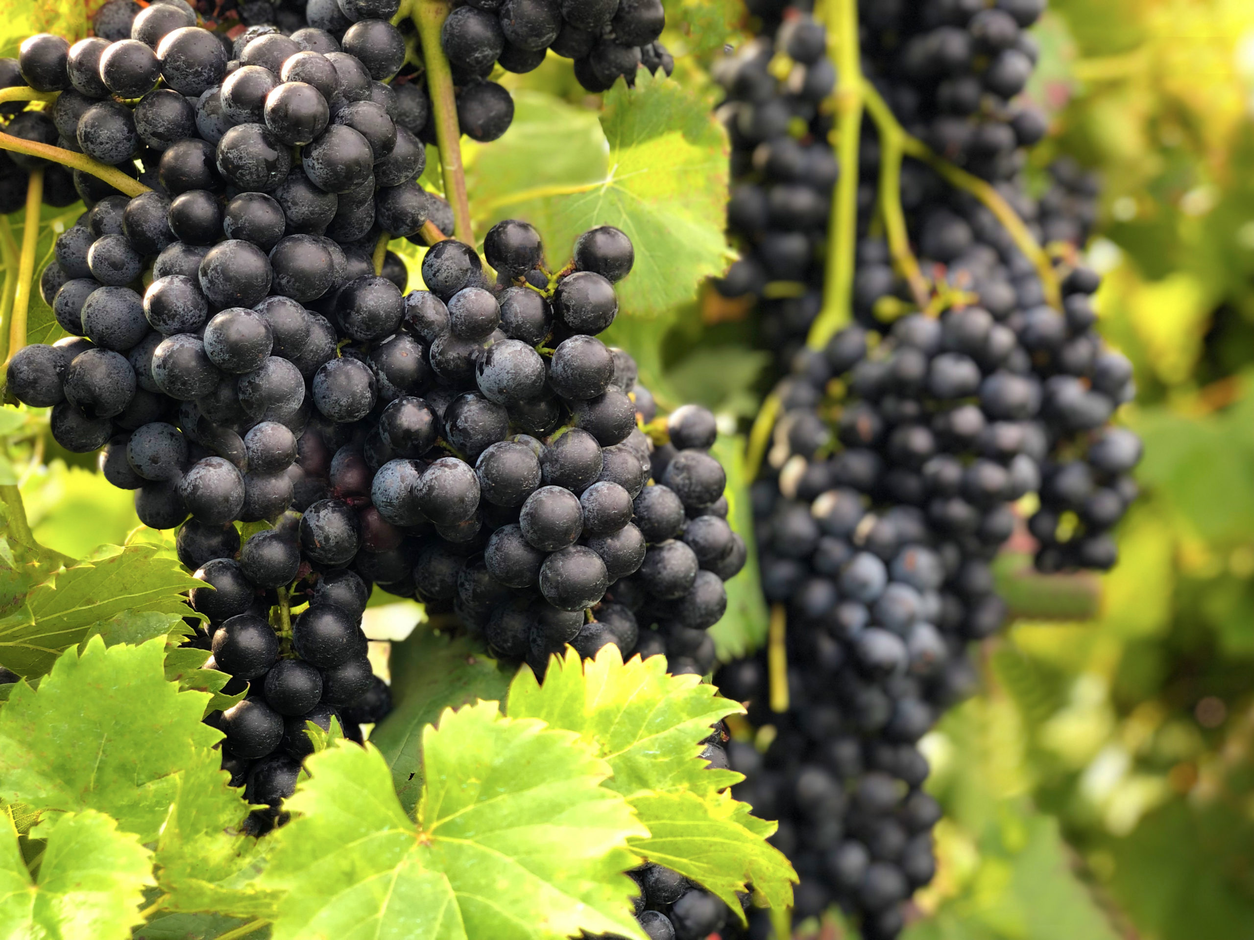 chambourcin grapes on vines