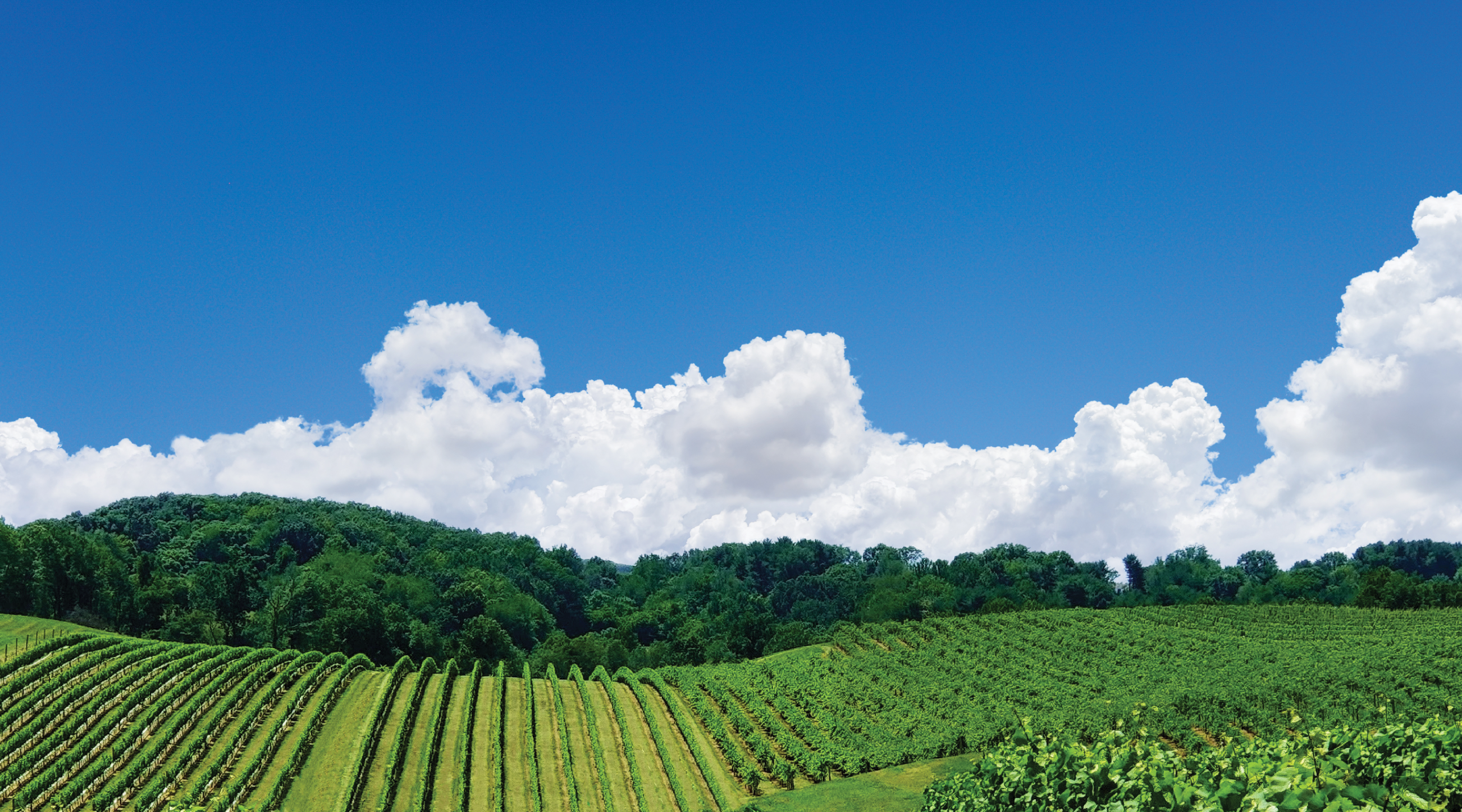 wine vineyard on clear summer day